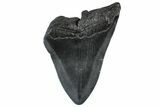 Partial, Fossil Megalodon Tooth - South Carolina #300135-1